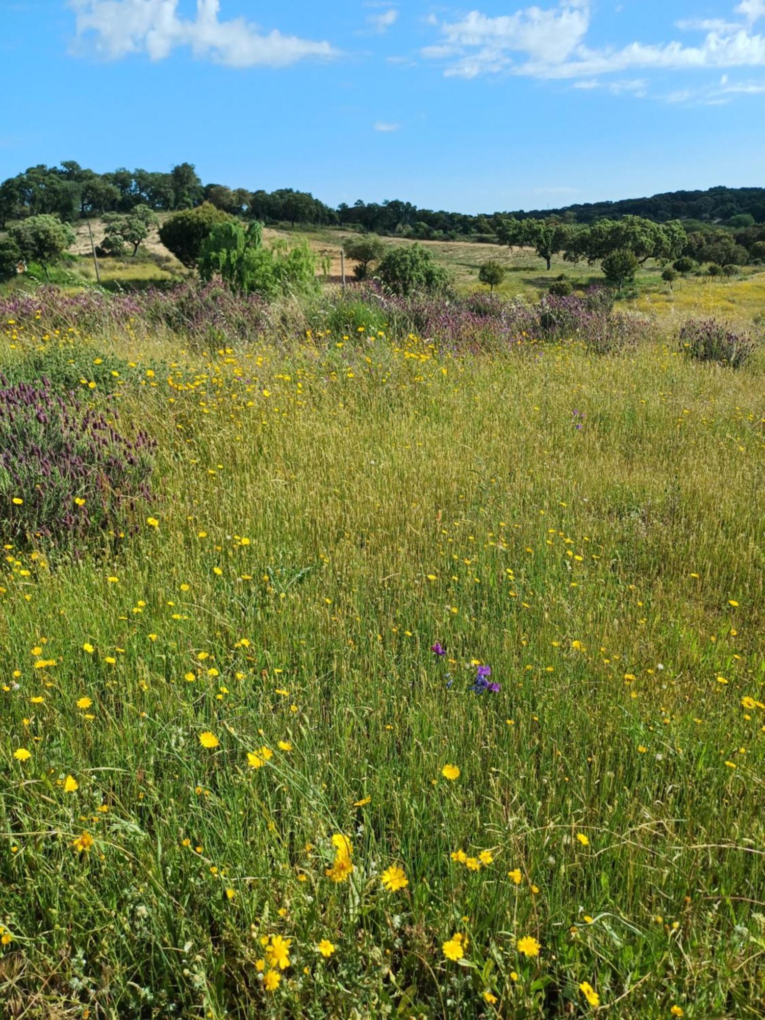 Monte Da Fonte Santa De Sao Luis Pensionat Castelo Branco  Værelse billede